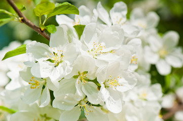 Spring day. Flowers of apple tree, close-up