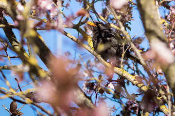 Black bird on Cherry tree