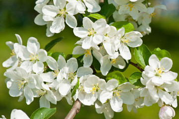 Spring day. White flowers of apple tree, close-up