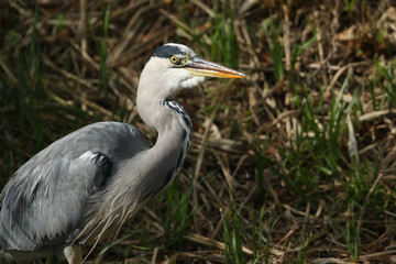 A Head shot of a Grey Heron (Ardea cinerea).