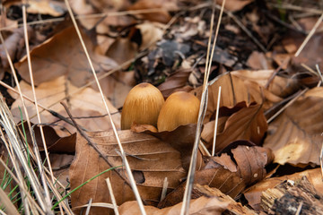 Glistening Inkcap Mushrooms Growing in Winter