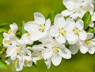 Obraz premium Spring day. White flowers of apple tree, close-up