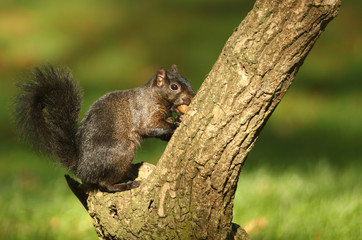 A rare Black Squirrel (Scirius carolinensis) on the side of a tree trunk with an Acorn in its mouth.	