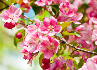 Spring day. Pink flowers of apple tree, close-up