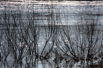 Obraz premium Early spring. Black branches of bushes among water. On water easy ripples and reflections of a sunlight.