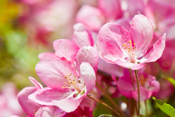 Naklejka na ściany i meble Spring day. Pink flowers of apple tree, close-up