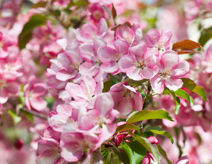 Spring day. Pink flowers of apple tree, close-up