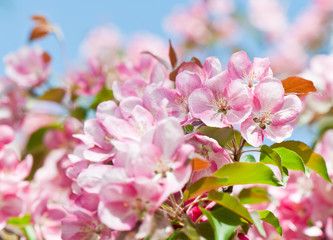 Fototapeta premium Spring day. Pink flowers of apple tree and blue sky