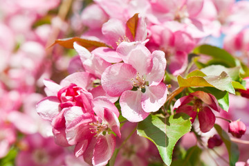 Spring day. Pink flowers of apple tree, close-up