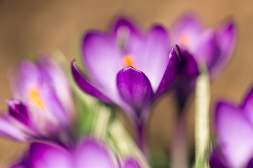 purple crocus flowers in spring