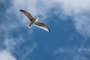 Fototapeta na wymiar Gull in Flight in Winter