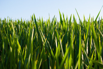 Field of green wheat ears