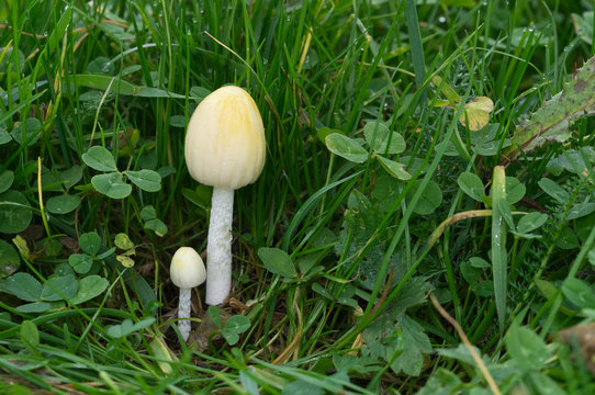 Yellow-white mushroom Bolbitius titubans in the meadow. Also known as Bolbitius vitellinus.
