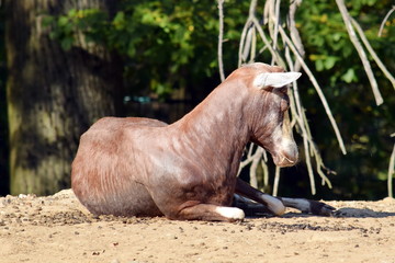 Damaliscus Pygargus Phillipsi Baby Exotic Animals