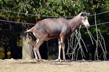 Damaliscus Pygargus Phillipsi Baby Exotic Animals