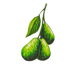 Avocado painting.Painted with watercolor.