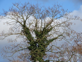 Von Efeu umrankter Baum