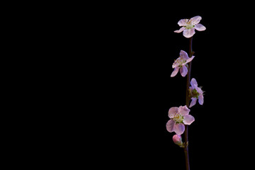 Fototapeta na wymiar Cherry flower from tree in springtime on black background with copy space