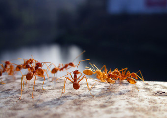Ants close up beside a river.