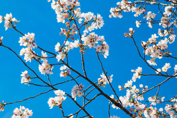 Spring flowers against a blue sky.