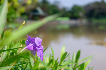 Violet flower in the garden