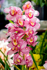 Pink Orchid