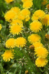 Garden of Eden with flowers - closeup.
