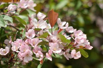 Garden of Eden with flowers - closeup.