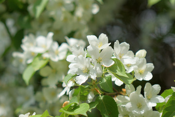 Garden of Eden with flowers - closeup.
