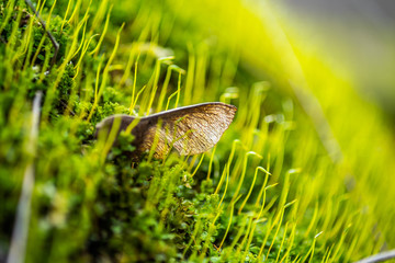 Obraz premium Fresh green spring moss sprout in nature in the forest