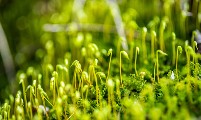 Fresh green spring moss sprout in nature in the forest