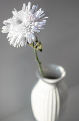 white flower in a vase