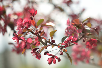 Garden of Eden with flowers - closeup.