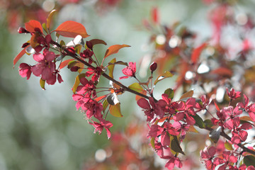 Garden of Eden with flowers - closeup.