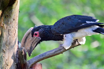 Trumpeter Hornbill Ceratogymna Bucinator Exotic Bird 