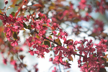 Garden of Eden with flowers - closeup.