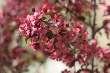 Garden of Eden with flowers - closeup.