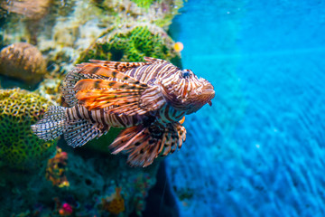Colorful of Common Lionfish (Turkeyfish, Red Lionfish) Pterois volitans in tropical coral reef