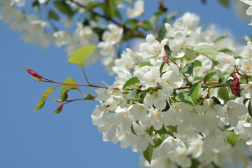 Garden of Eden with flowers - closeup.