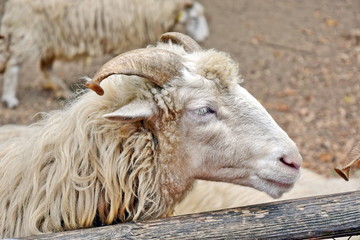 Ovis Aries Sheep Detail Portrait Home Domestic 