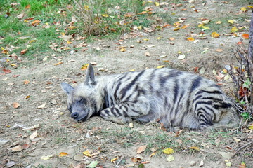 Hyaena Hyaena Sultana Hyena Sleeping Resting on Ground 