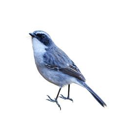 Grey Bushchat or Saxicola Ferrea,  beautiful grey bird isolated perching on branch with white background and clipping path.