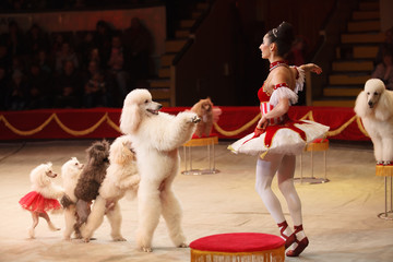performance of a dog trainer in a circus.