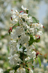 Garden of Eden with flowers - closeup.