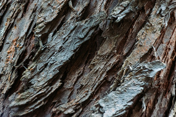 Tree bark texture