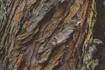 Tree bark texture