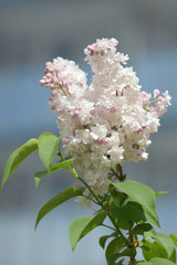 Garden of Eden with flowers - closeup.