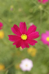 Fototapeta premium pink flowers in the garden