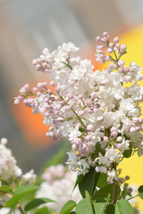 Garden of Eden with flowers - closeup.