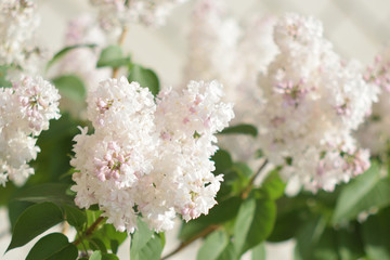 Garden of Eden with flowers - closeup.
